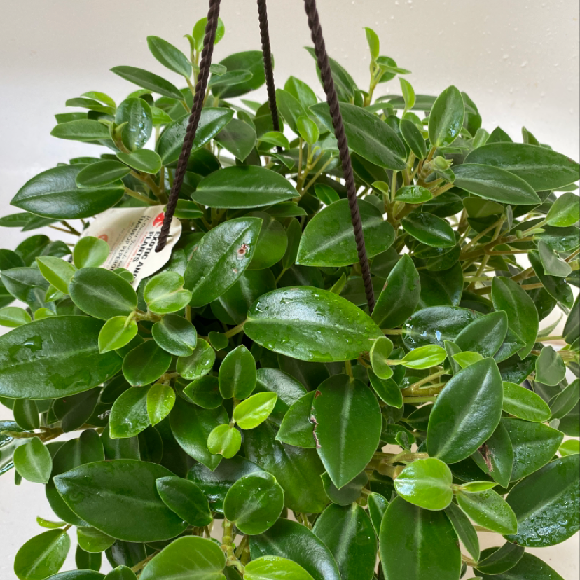 Healthy Goldfish Plant with lush green leaves hanging in a basket.