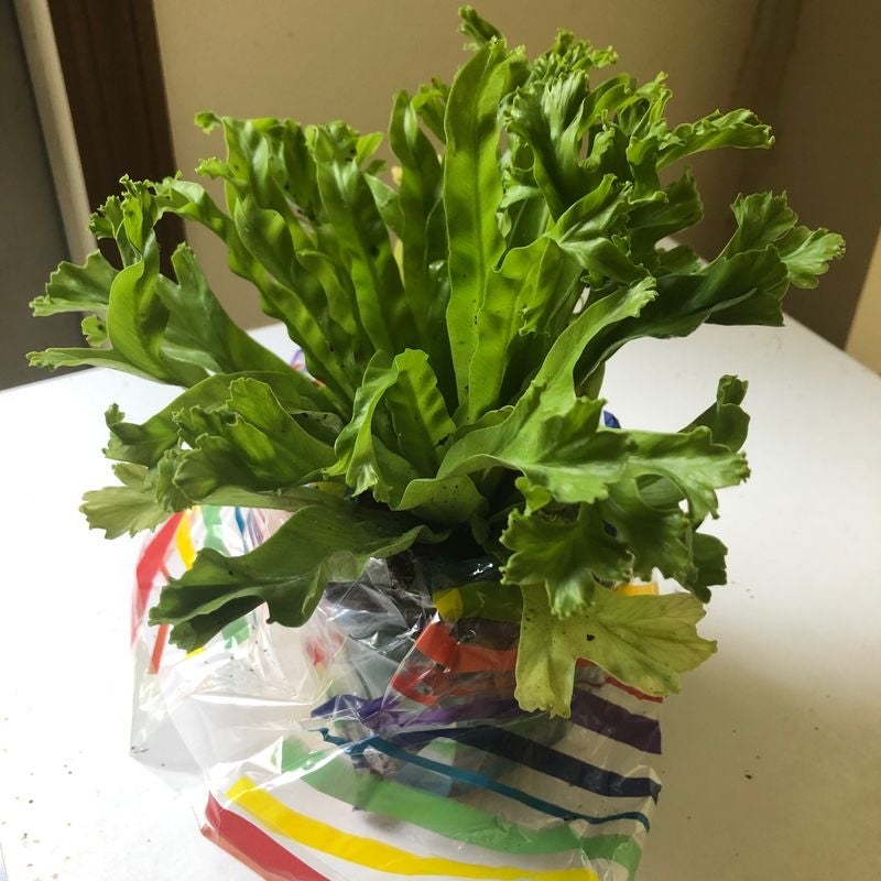 A healthy, vibrant green Bird's Nest Fern in a plastic wrap sitting on a colorful striped surface.