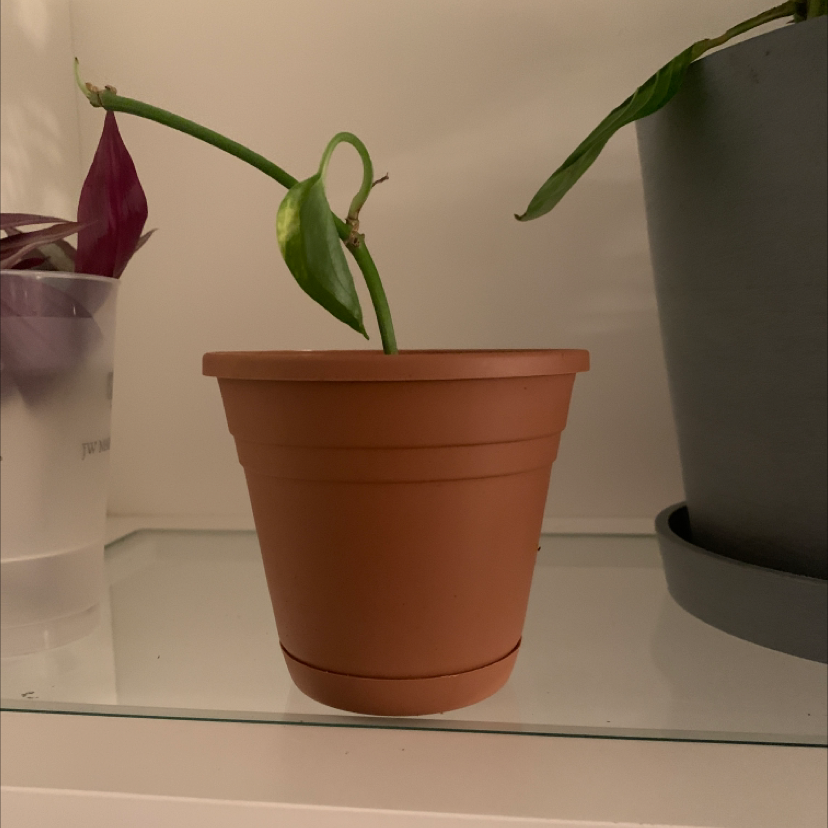 Healthy potted calla lily plant with two white blooms, one new and one aging, and shiny green leaves curling outward gracefully.