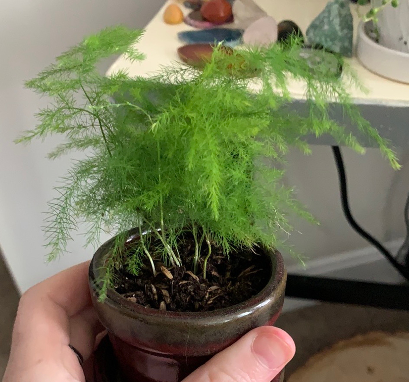 How Do I Fix Asparagus Fern Root Rot?
