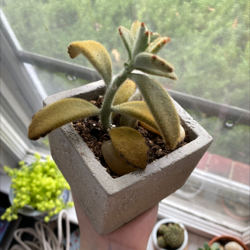 Panda Plant (Kalanchoe tomentosa) in a small pot with some yellowing and browning leaves, held by a hand.