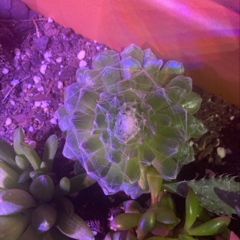 Plant care for Idea For Terrariums on Greg, the plant care app