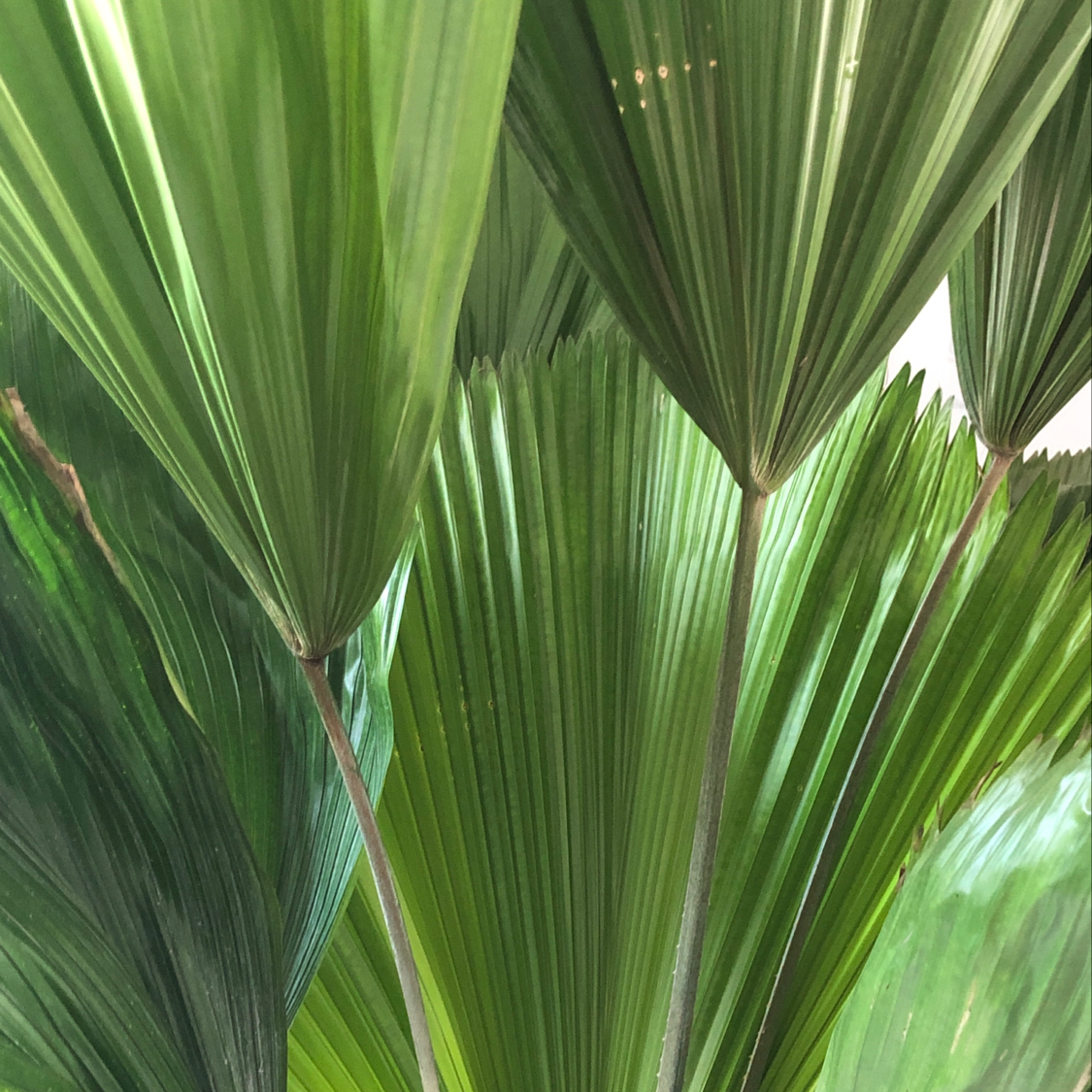 Photo of the plant species Spinulum annotinum by Katherine named Licuala Grandis on Greg, the plant care app