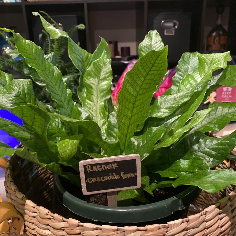 Healthy green Bird's Nest Fern plant with ruffled leaves forming nest shape in brown woven basket with identifying sign in front.