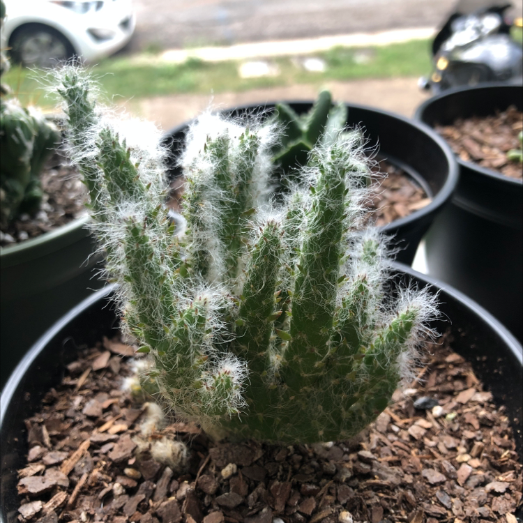 Lady Finger Cactus with white hair-like spines in a pot with visible soil.
