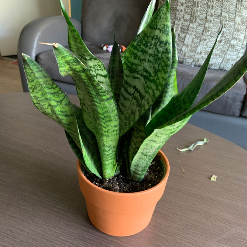 Healthy Snake Plant (Sansevieria trifasciata) in a terracotta pot on a table.