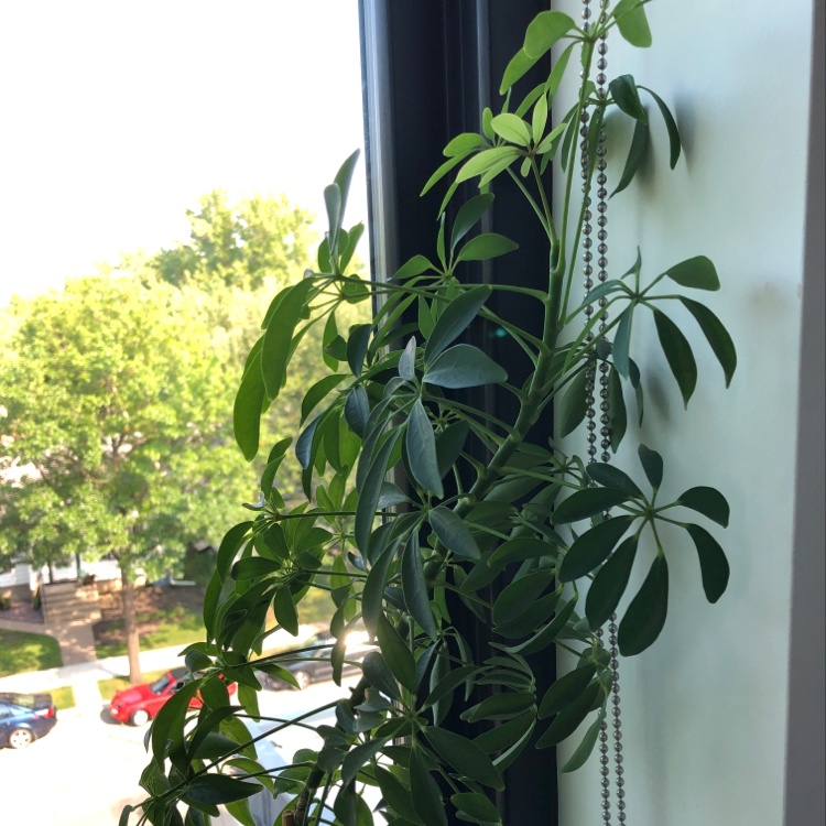 Healthy Dwarf Umbrella Tree with lush green foliage, well-framed on a windowsill showcasing its umbrella-like leaf formation.