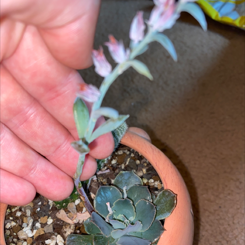 Pearl Echeveria plant in a pot with visible flowers and soil, held by a hand.