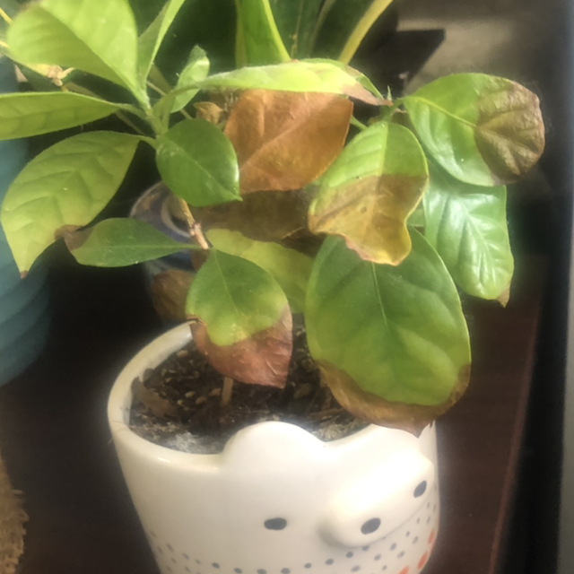 Arabian Coffee Plant plant photo by @Jordankp2001 named Cinderella on Greg, the plant care app.