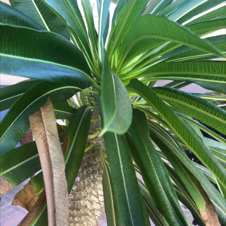 Madagascar Palm with healthy green leaves and some browning leaves.