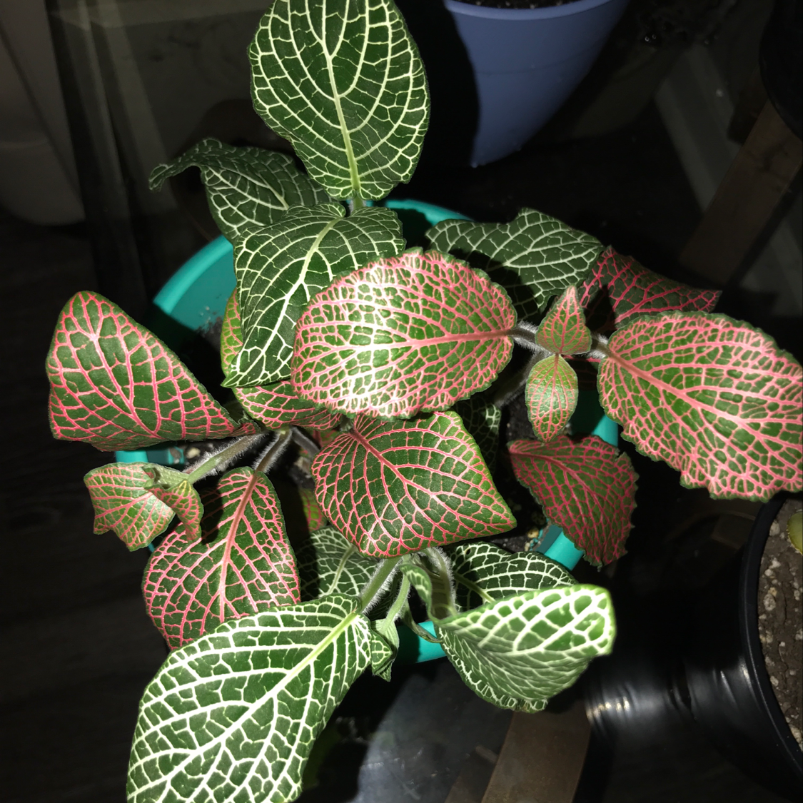 Photo of the plant species Purple Hyacinth Bean by Sneha named Combo on Greg, the plant care app