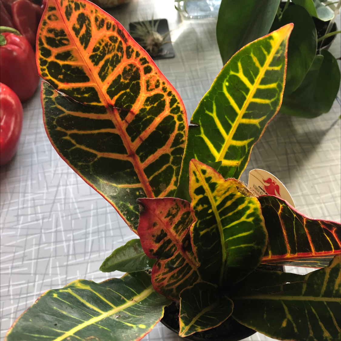 Close up of a healthy Croton 'Petra' plant showing vibrant variegated leaves in shades of red, orange, yellow and green.