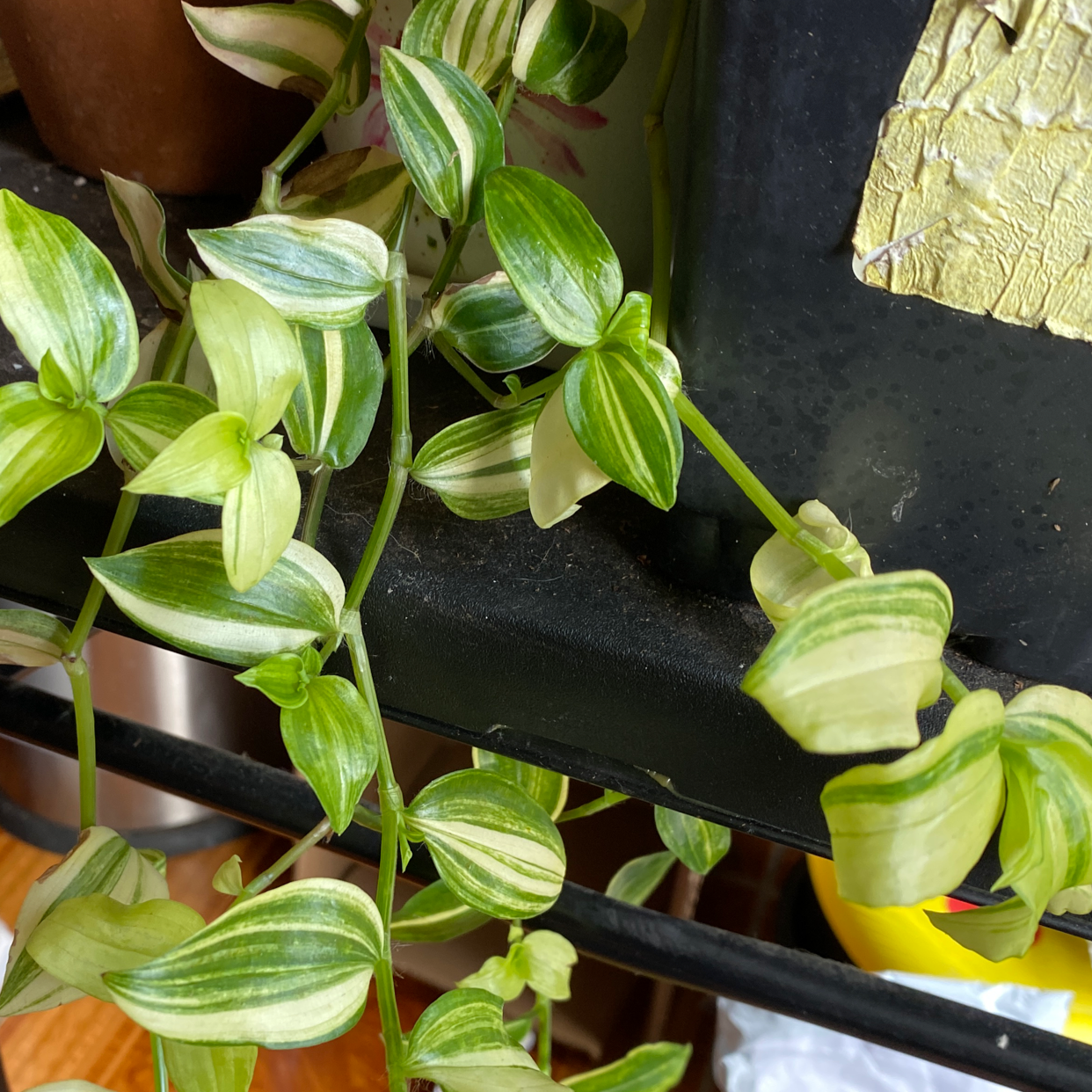 Healthy Small-Leaf Spiderwort plant with vibrant green and white striped leaves in a plastic nursery pot.