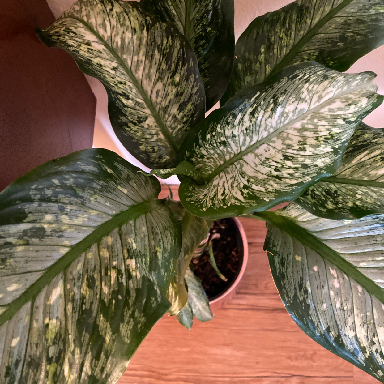 Healthy Dieffenbachia plant with lush green and white variegated leaves, in a brown planter on a wooden surface.