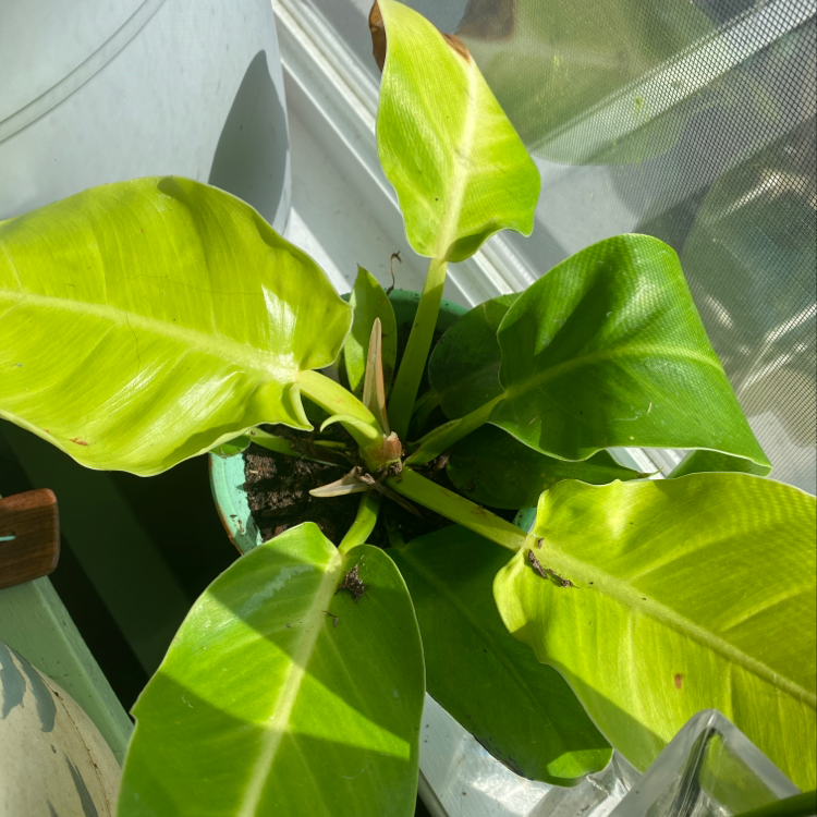 Healthy, vibrant Blushing Philodendron plant with glossy green and reddish-pink tinged leaves, no signs of disease or distress.