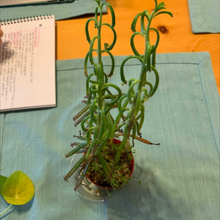 A thriving Mother of Millions succulent plant in a glass vase, with tall stalks covered in narrow green leaves and small plantlets at the base.