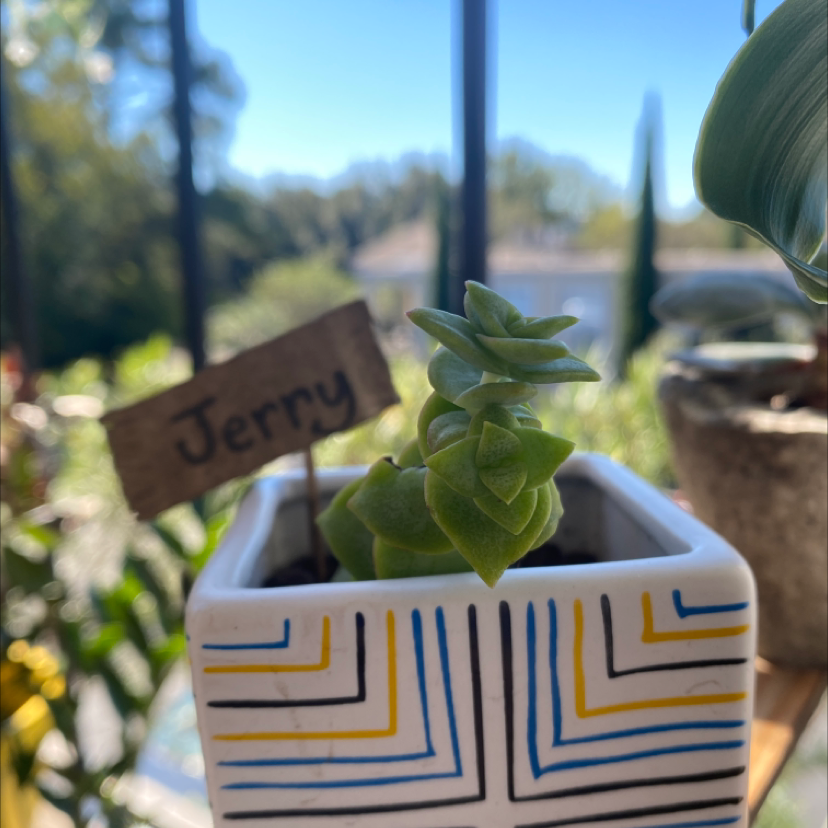 Healthy succulent String of Buttons plant in colorful pot on sunny windowsill, with small wooden name sign.