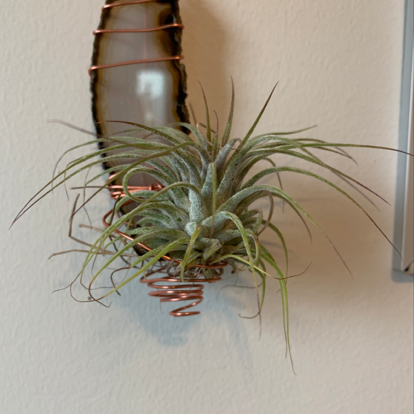 Healthy Blushing Bride air plant with long, curved leaves and pink-blushed tips, mounted on a metal spiral planter.