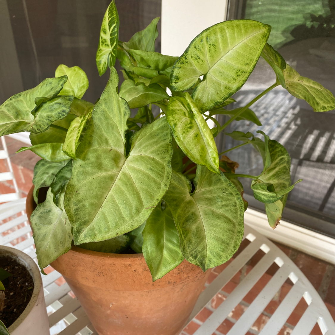 Healthy arrowhead plant with large, lush green leaves in a terra cotta pot, free of discoloration or signs of disease.