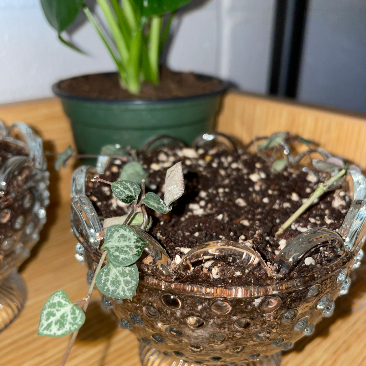 String of Hearts plant in a decorative pot with some dried stems and another plant in the background.