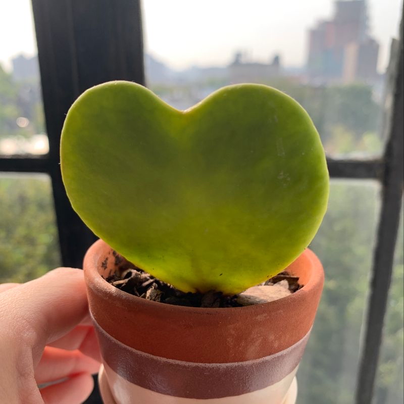 Photo of the plant species Earth Angel Parfum Rose by Megan named Hoya on Greg, the plant care app