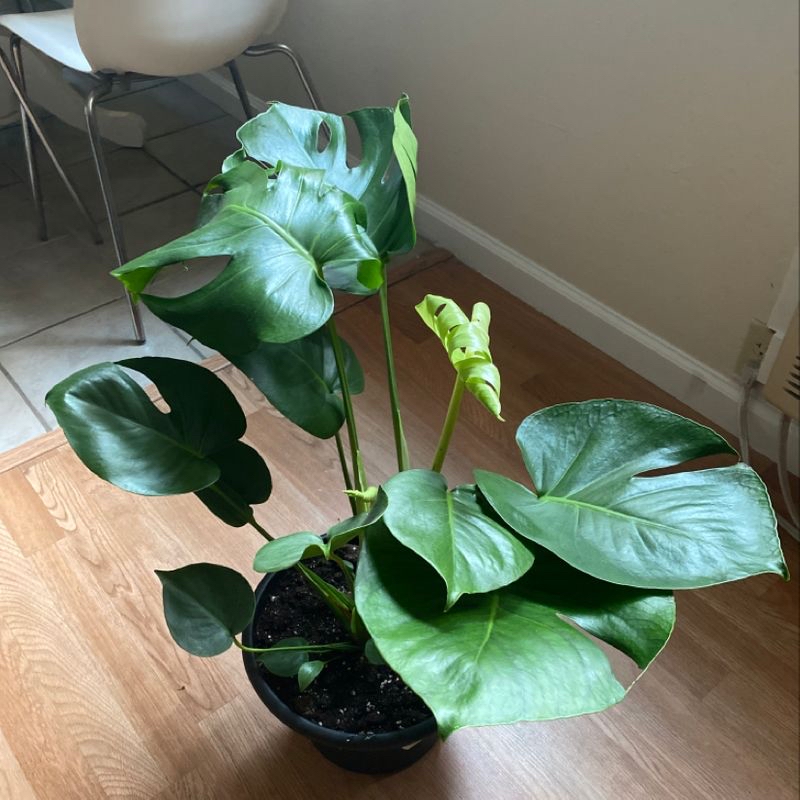 Plant care for amplissimum silver on Greg, the plant care app
