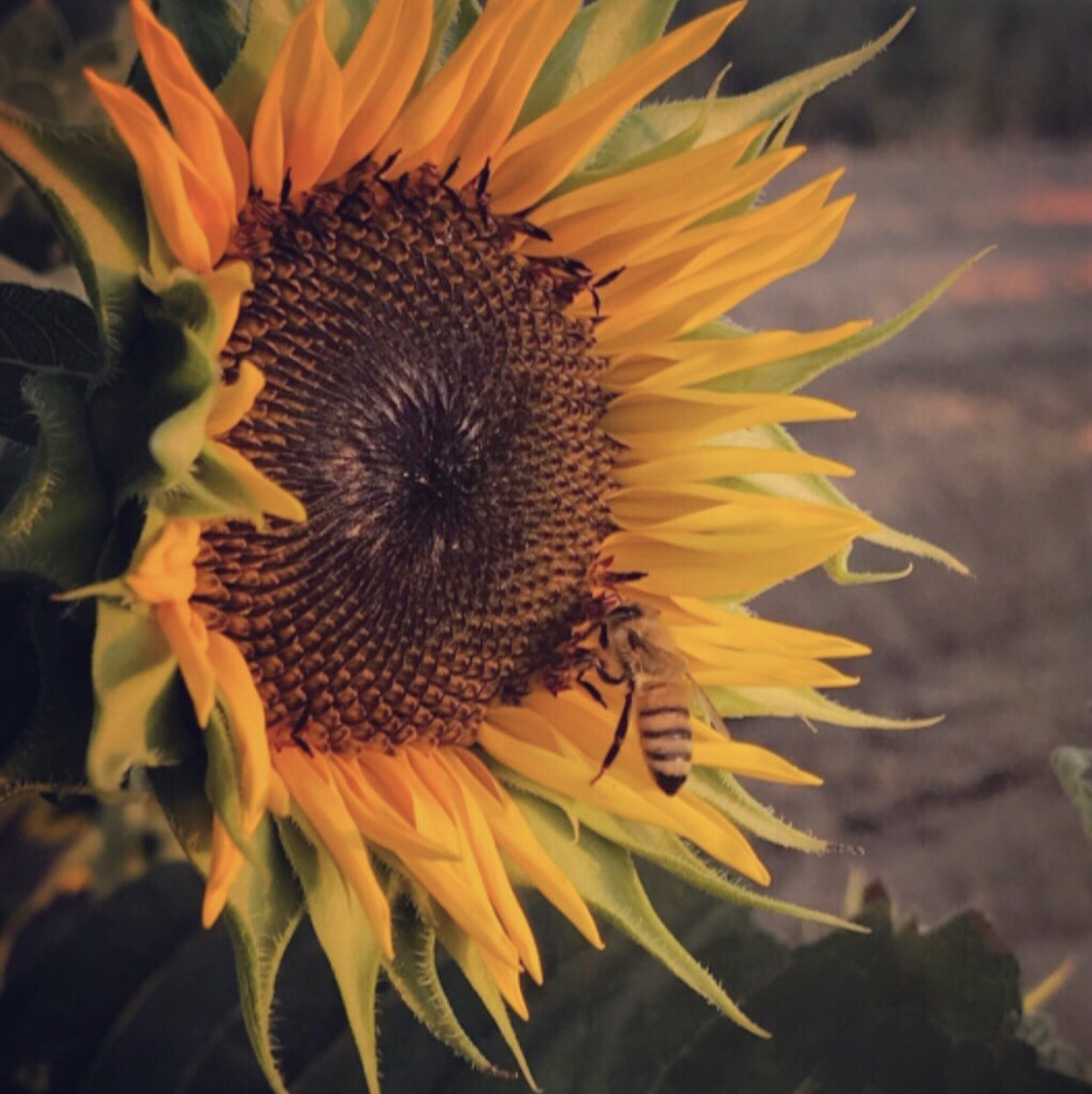 Close-up of a vibrant sunflower blossom with curled yellow petals and brown center filled with seeds, in soft focus with foliage background.