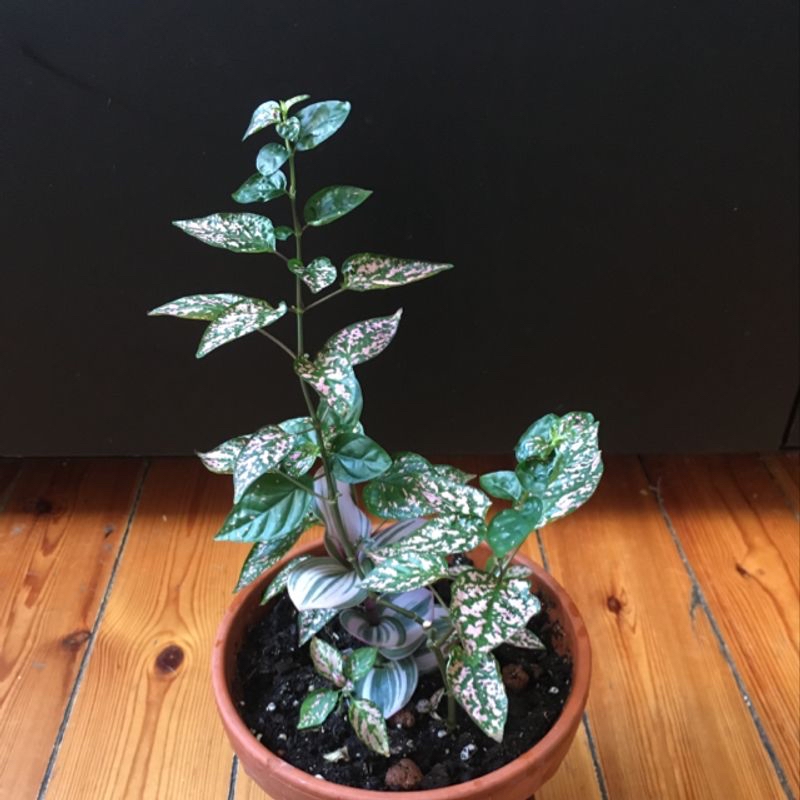A healthy Polka Dot Plant in a terracotta pot, with vibrant green leaves covered in distinct white speckles and spots.