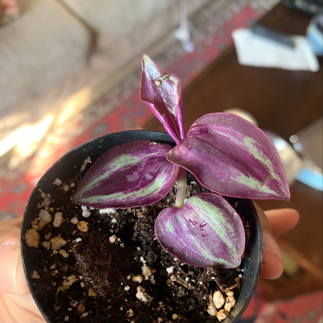 Spiderwort plant photo by @Whimsicalplantmom named Violet on Greg, the plant care app.