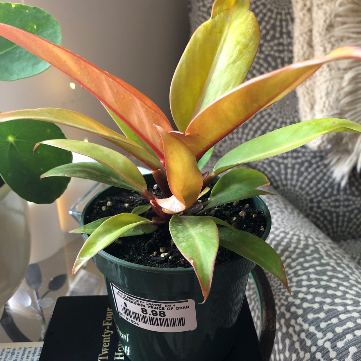 Healthy variegated Blushing Philodendron plant with vibrant green and yellow leaves in a black nursery pot.