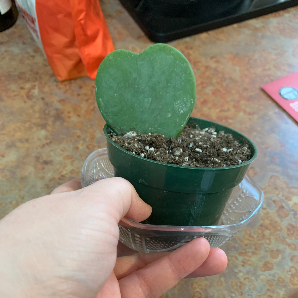 Sweetheart Hoya plant in a small green pot held by a hand, with visible soil.