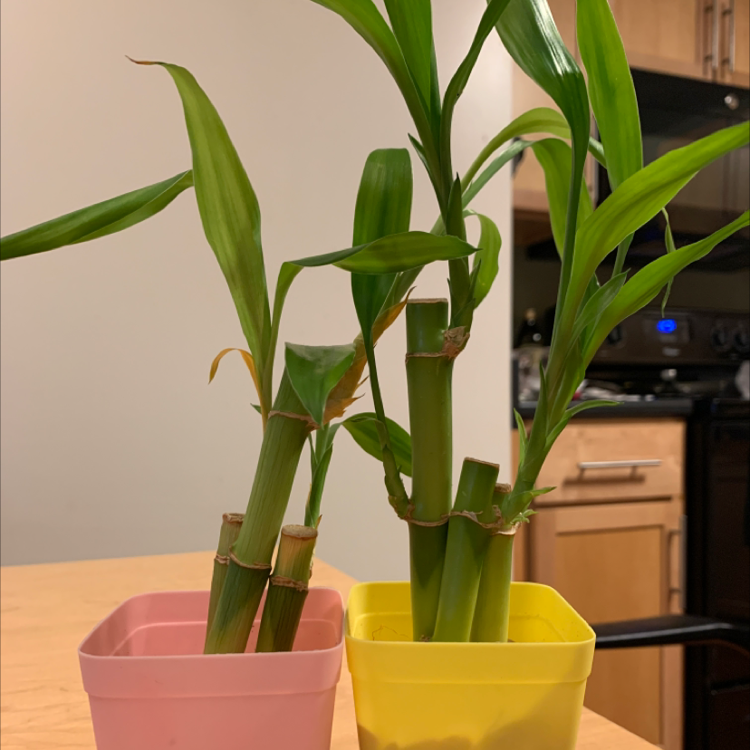 Healthy lucky bamboo plant with vibrant green stalks growing in a yellow and pink pot, well-framed against a neutral background.