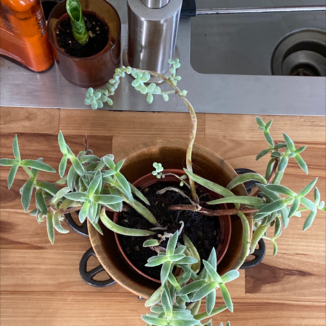 Potted White Velvet plant with elongated stems and slightly fuzzy green leaves, some showing browning and yellowing.