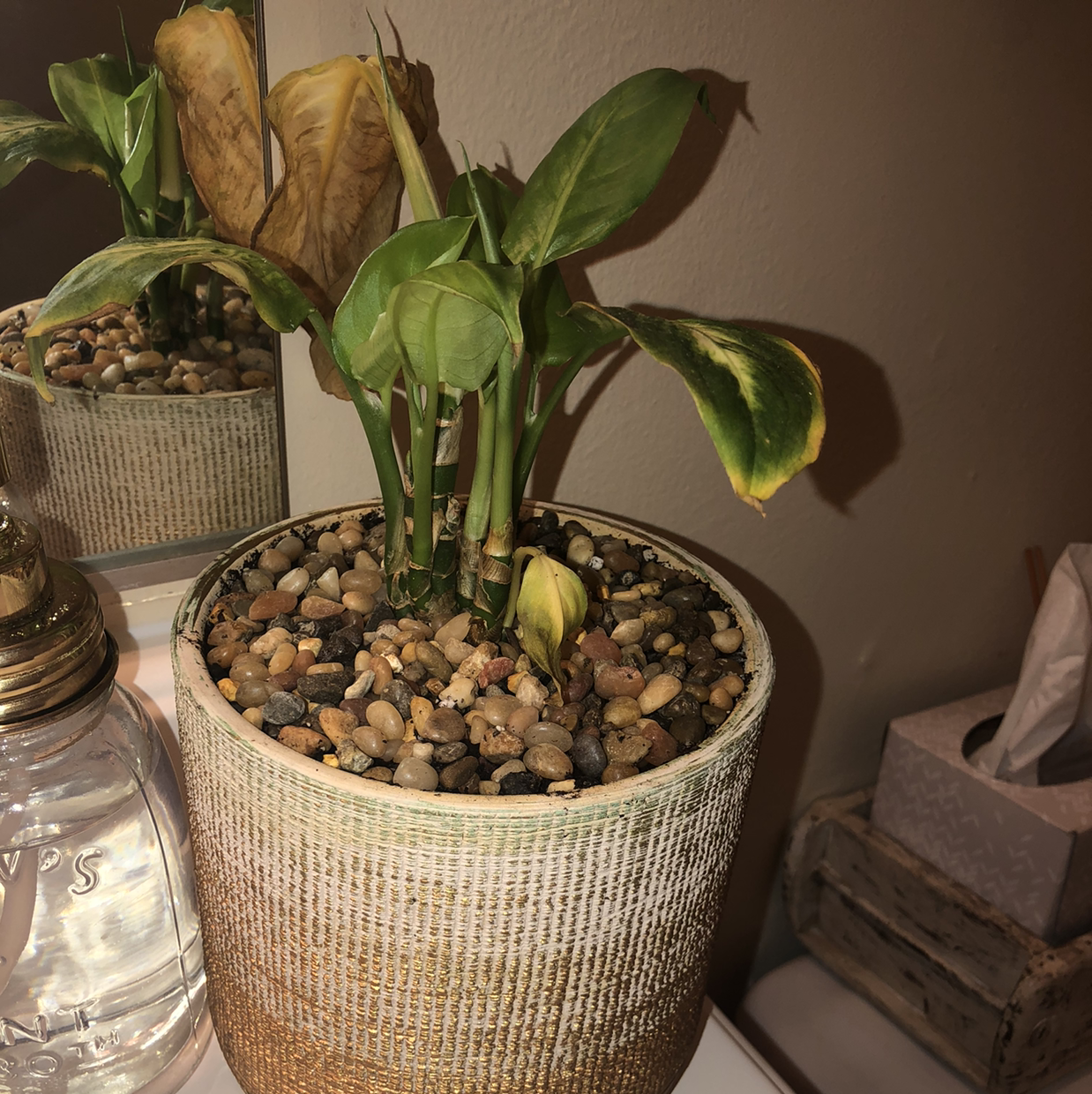 Close-up of a healthy Dieffenbachia plant with variegated leaves in a textured pot, some lower leaf yellowing visible.
