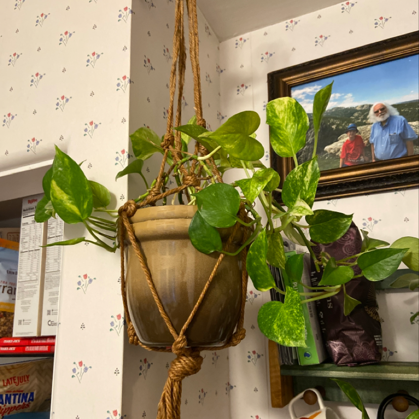 Hawaiian Pothos plant in a hanging pot with vibrant green leaves and variegation.