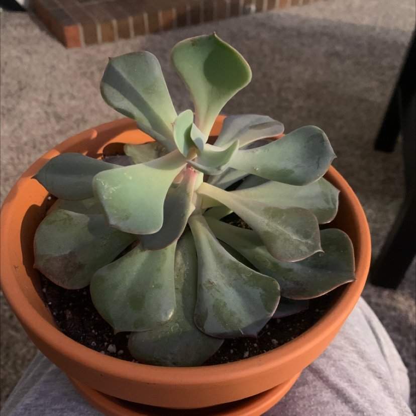 Potted Echeveria Runyonii succulent with healthy, fleshy leaves.