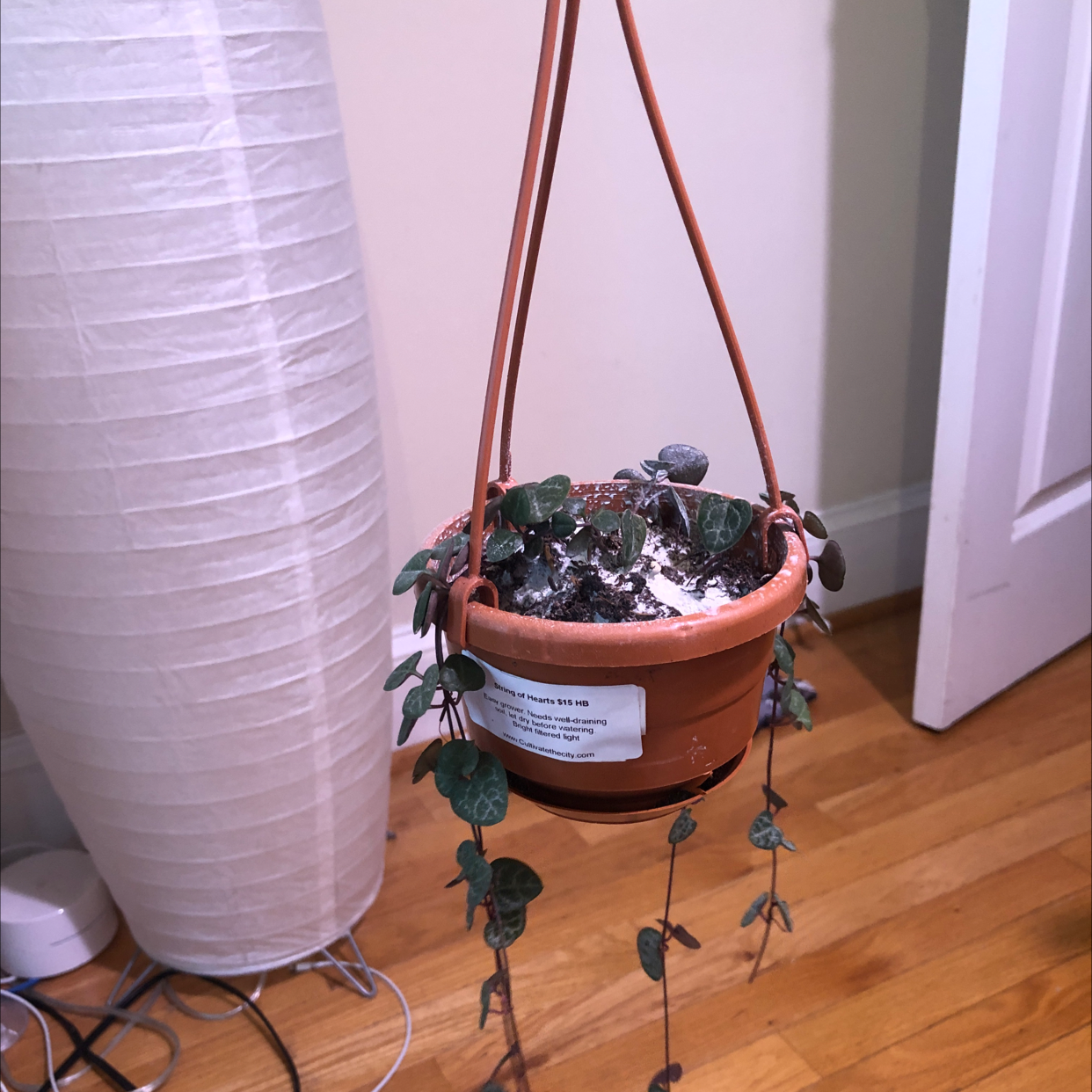 A healthy Chain of Hearts plant with lush green foliage cascading from a hanging terracotta pot.