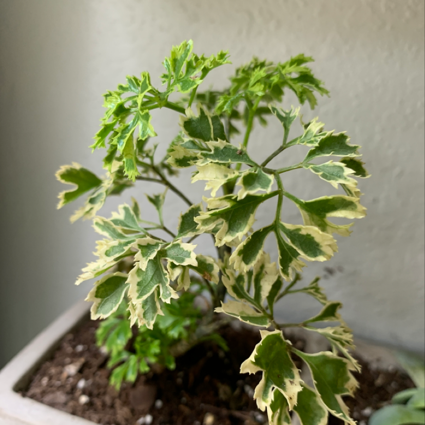 Ming Aralia plant with variegated leaves in a pot with visible soil.