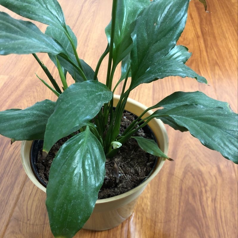 Healthy peace lily plant with lush green leaves in a plastic pot with soil visible, no flowers.