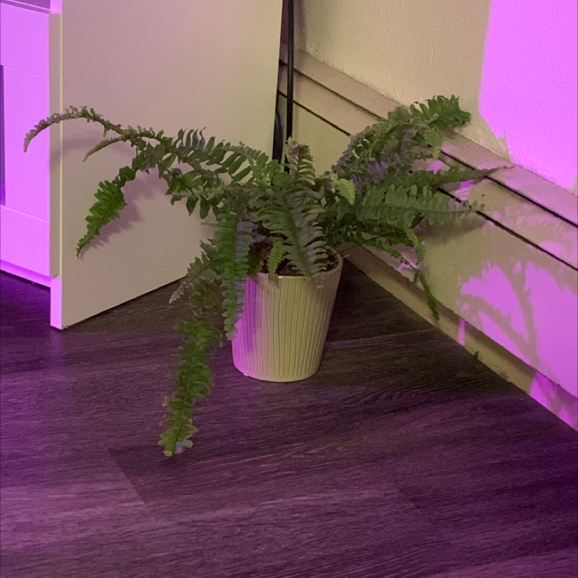 Healthy, thriving Boston fern with lush green leaves, well-framed in a light pot against dark wood and purple neon lighting.