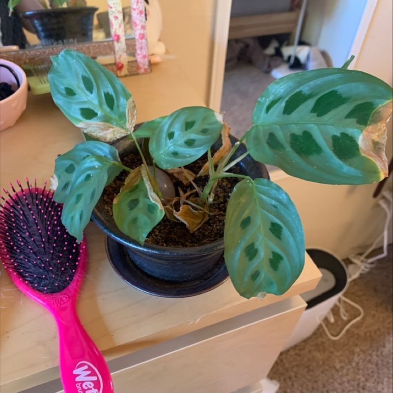 Healthy green prayer plant in dark pot, with vibrant oval leaves and prominent veins. Surrounded by other houseplants and decor.