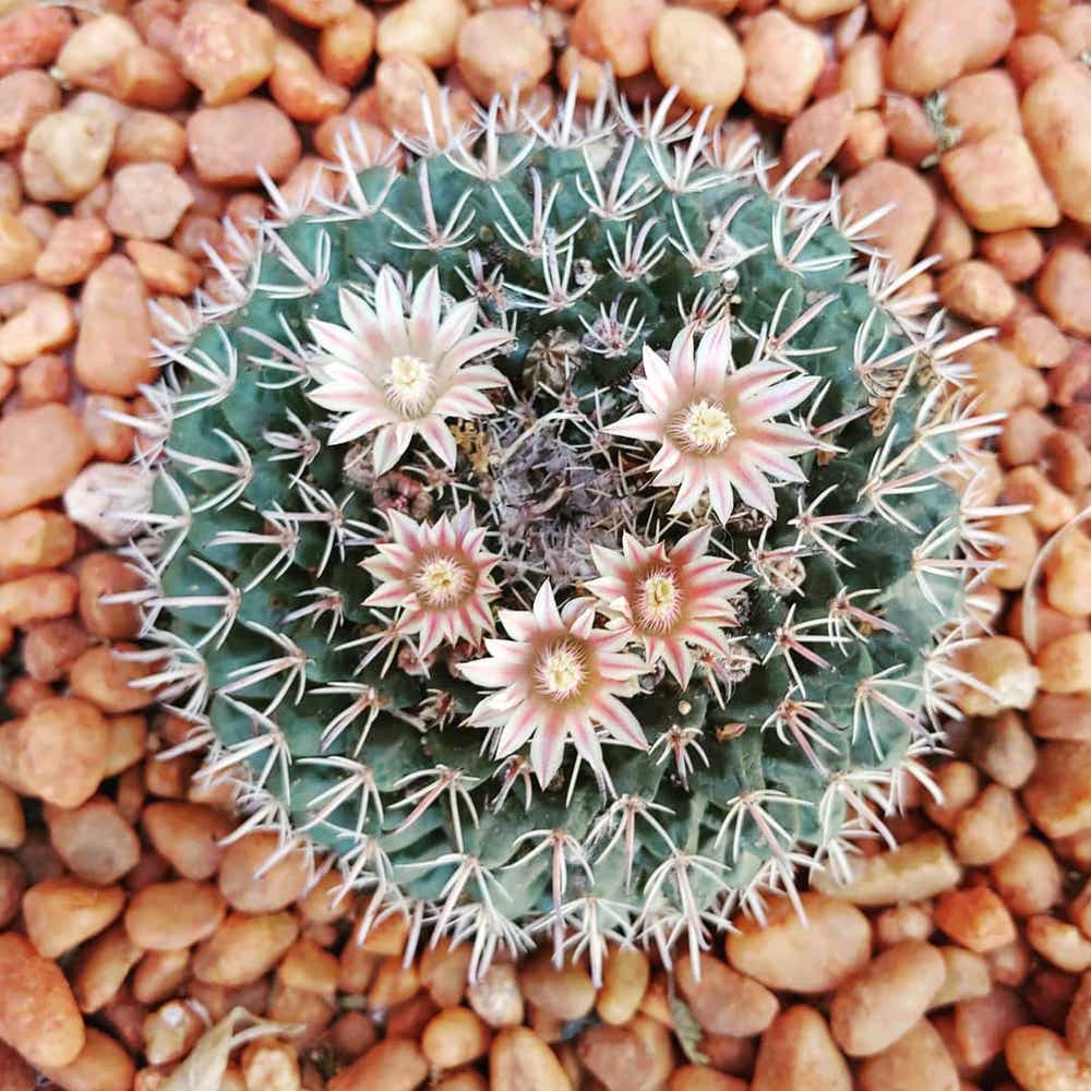 Photo of the plant species Mammillaria Uncinata on Greg, the plant care app