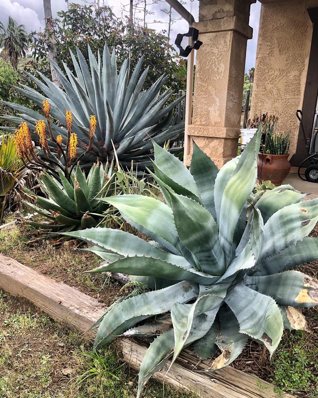 Photo of the plant species Marbled Agave on Greg, the plant care app