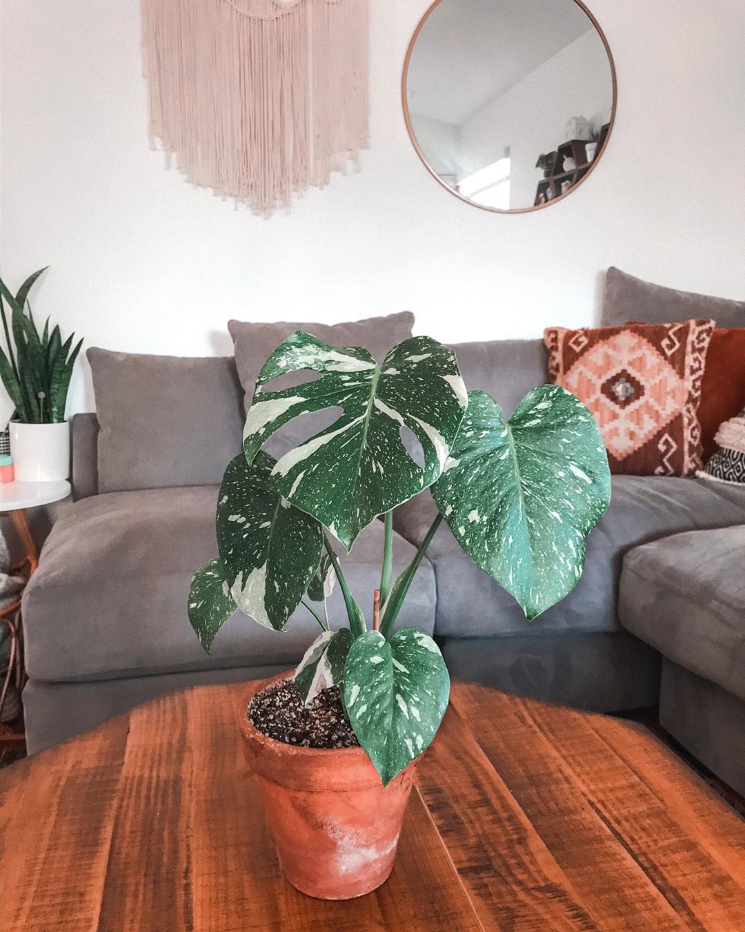 Photo of the plant species Thai Constellation Monstera on Greg, the plant care app