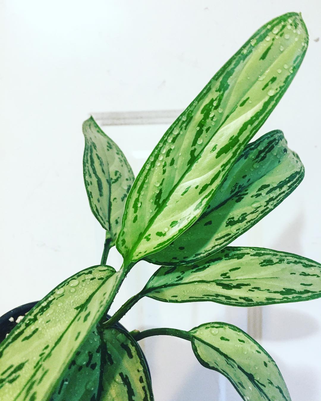 Photo of the plant species Aglaonema 'Treubii' on Greg, the plant care app