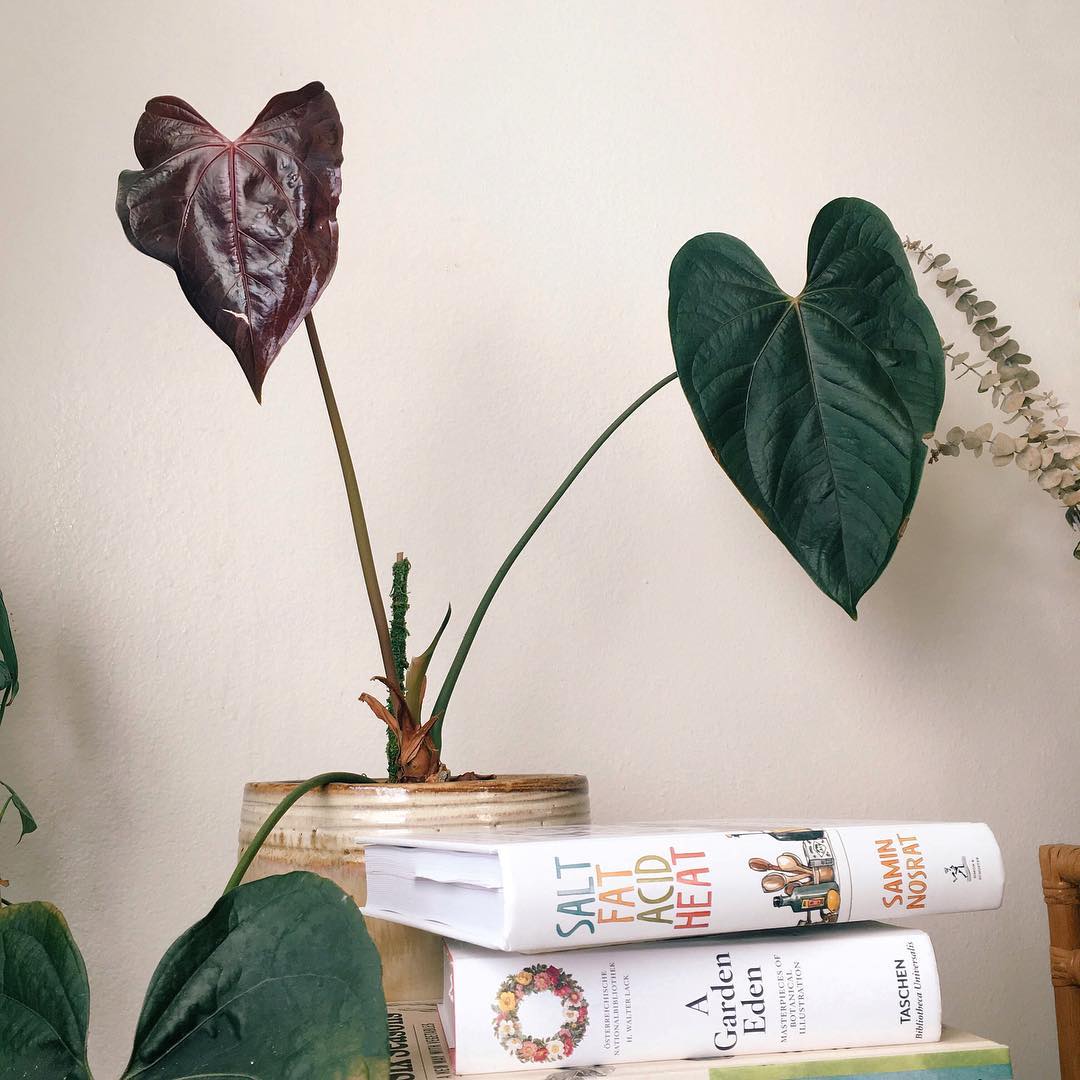 アンスリウム　Qu een of Hearts Anthurium 'Queen of Hearts' – Carnivero