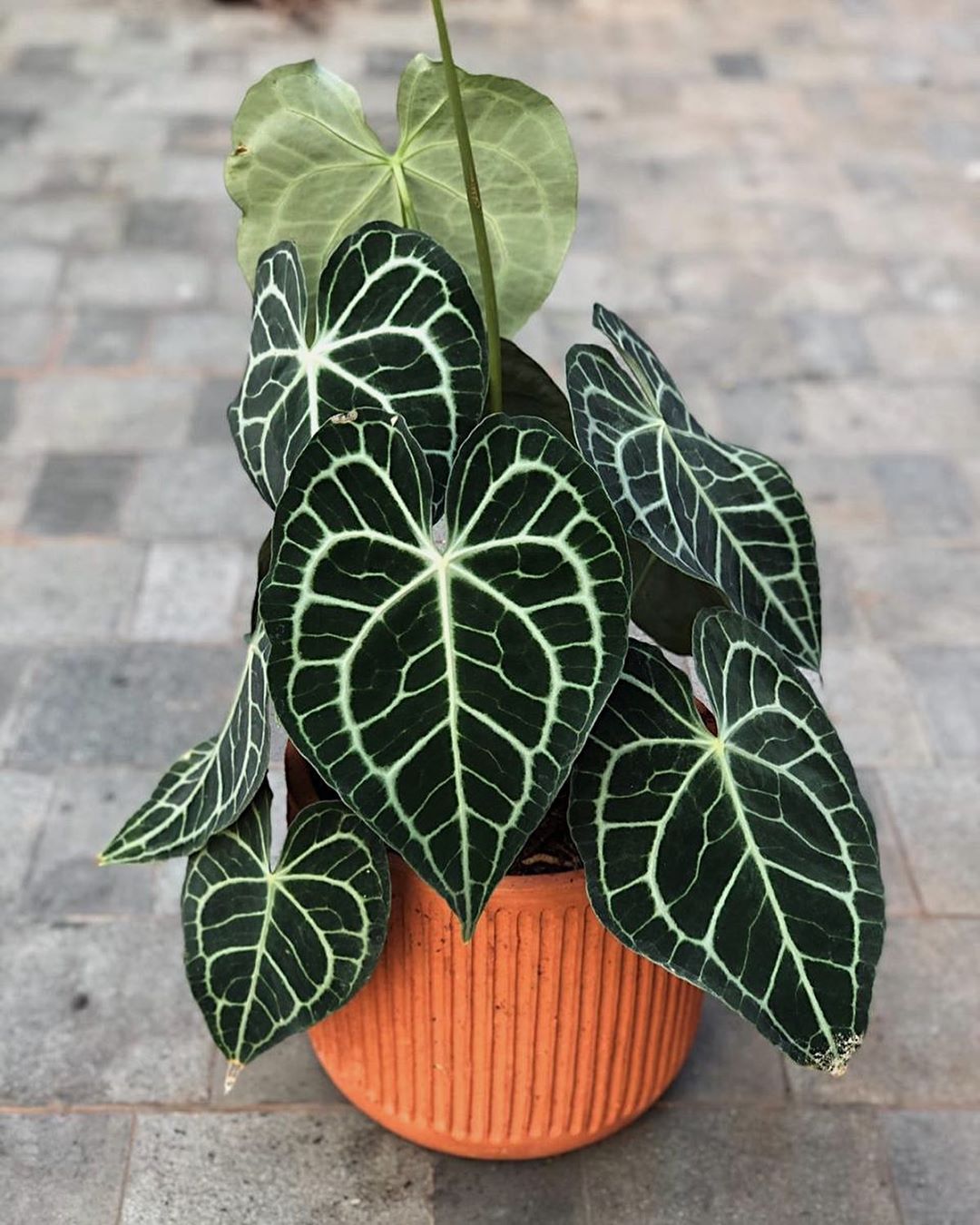 Photo of the plant species Crystal Anthurium on Greg, the plant care app