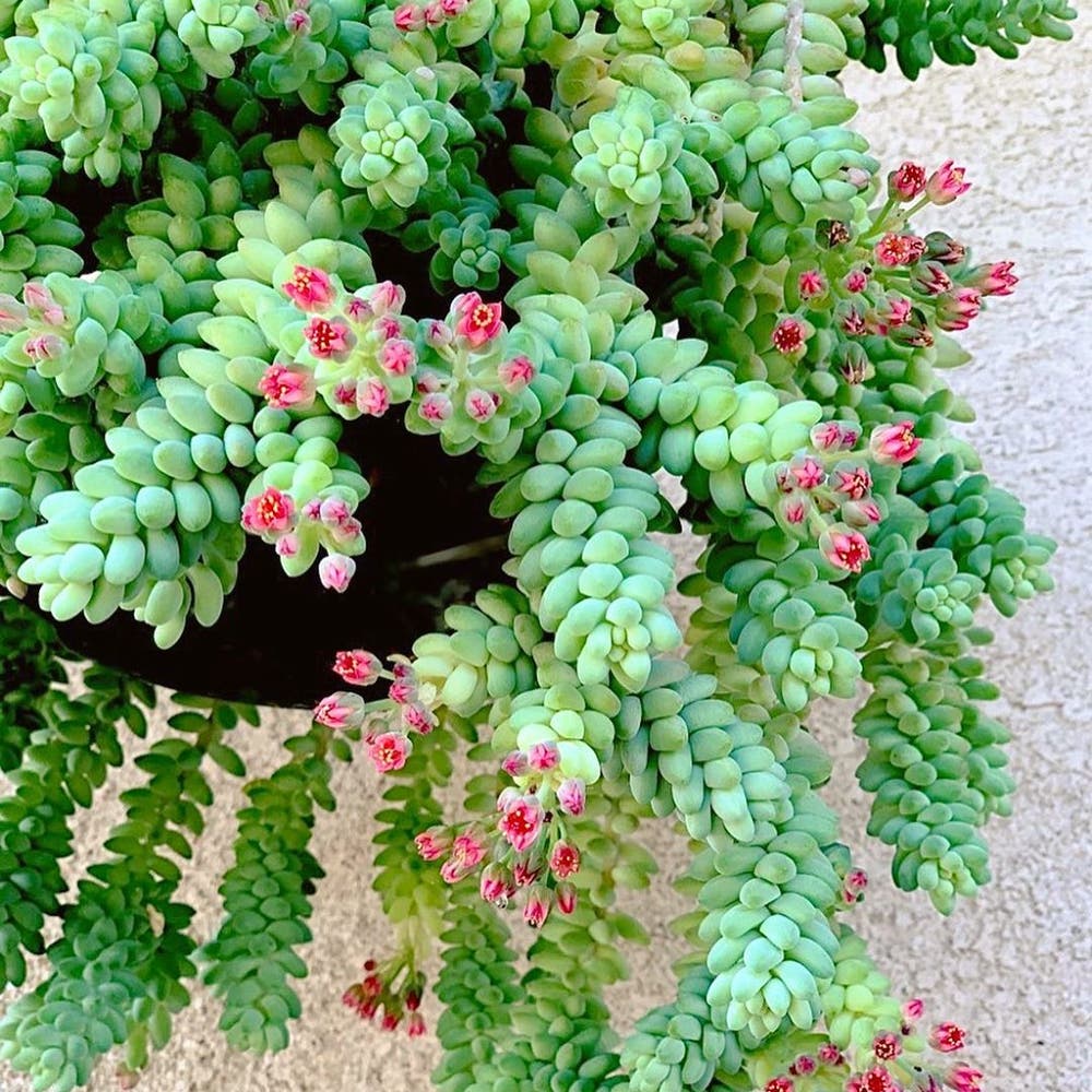Photo of the plant species Burro's Tail on Greg, the plant care app