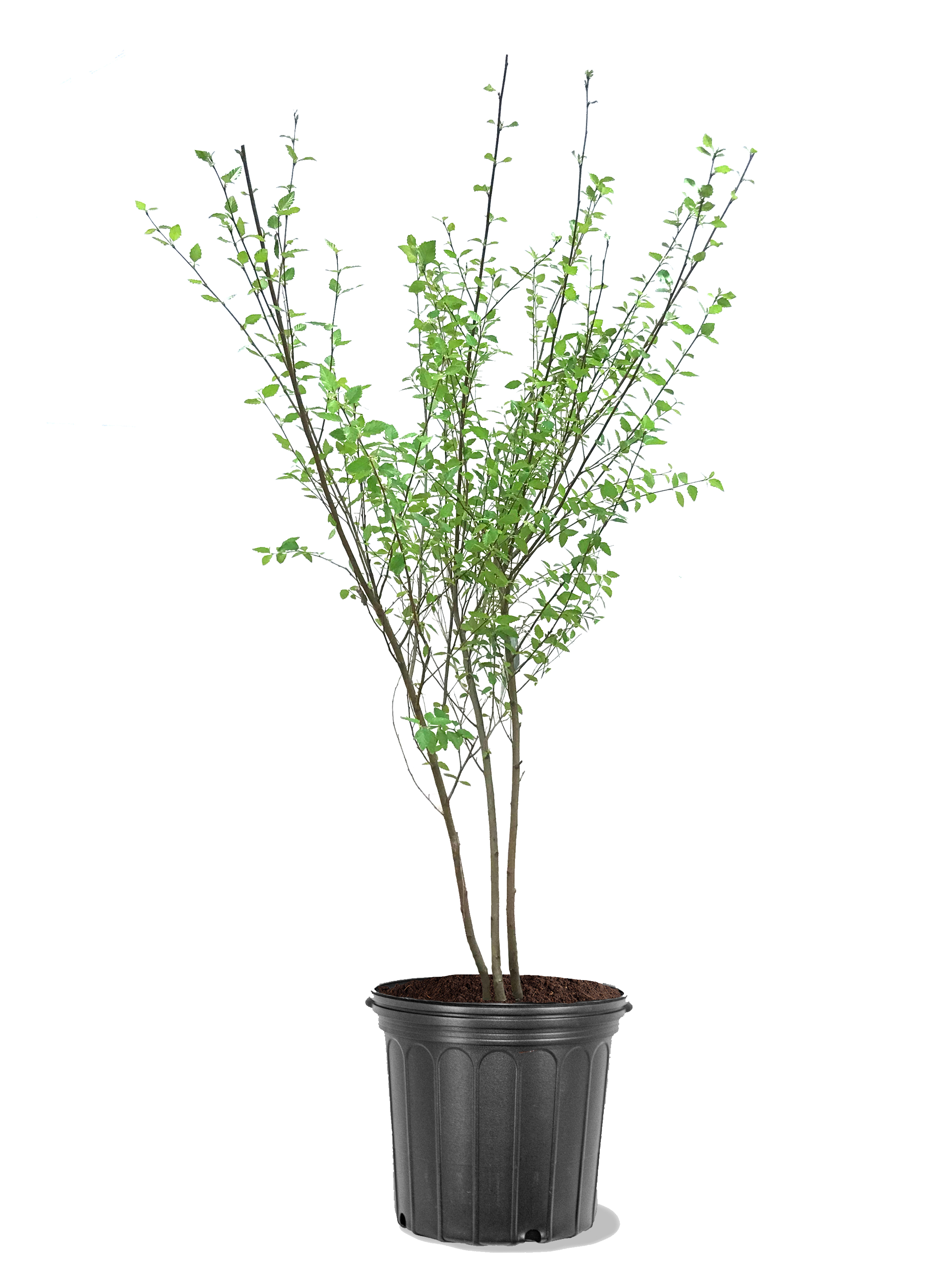 Photo of the plant species Dura Heat Birch Tree on Greg, the plant care app