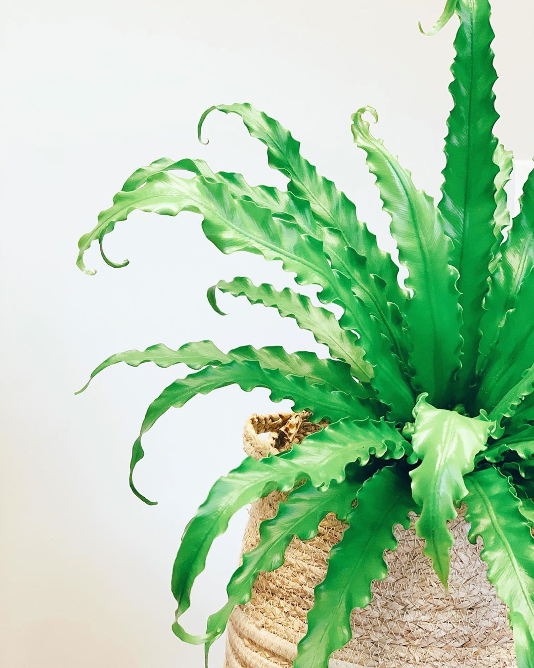 Plant care for Bamboo Orchid on Greg, the plant care app